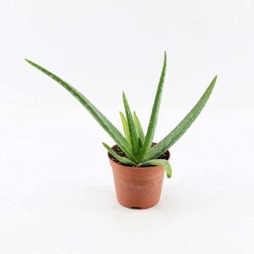 PCMOVILES Cactus Suculenta Aloe vera en maceta de 8.5cm (planta viva) aloevera