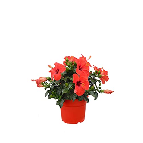 Flor de Botanicly – Hibiscus – Altura: 50 cm