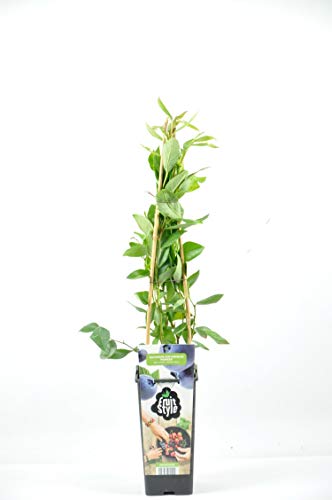 Planta de Arandano Azul en maceta 3 litros