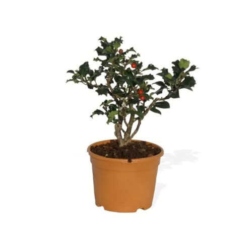 Verdecora Acebo | Holly Tree | Arbusto de navidad | Frutos de invierno | Planta natural de exterior...