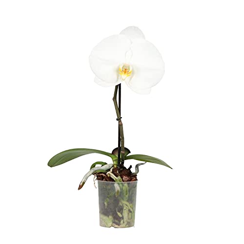 Orquídea Blanca Planta Natural Phalaenopsis Orquídeas con Flores Blancas