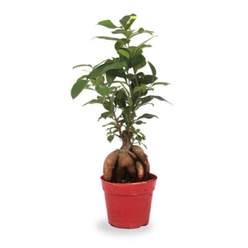 Verdecora Bonsai Ficus Microcarpa Ginseng | Árbol Laurel de indias | Planta natural de interior en...