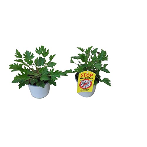 Pelargonium Antimosquitos - Pack 2 Plantas - Geranio Citronela o Geranio Antimosquitos - Plantas...