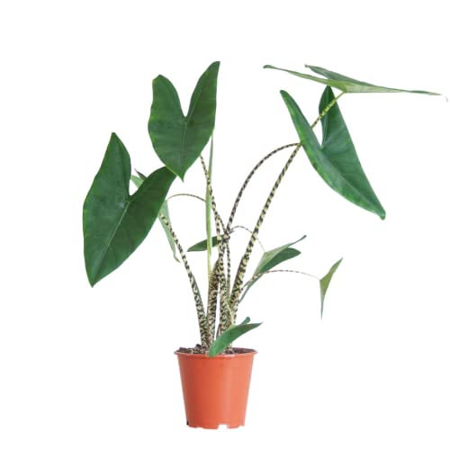 BloomPost Alocasia Zebrina - Planta de Interior de 60-70 cm - Plantas de Interior de Fácil Cuidado...