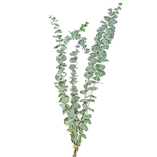 Sensiabl 10 unids/set de eucalipto natural para hojas secas flores decoraciones DIY hogar boda...