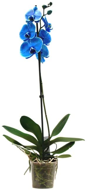 Orquídea Boca Planta Natural Flores Color Azul Phalaenopsis