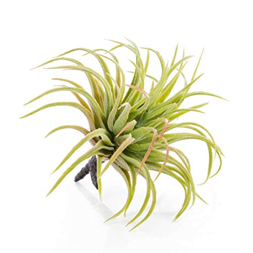 artplants.de Tillandsia Rubra Penny, Verde-Rojo, 12cm - Planta Original - Elemento Decorativo