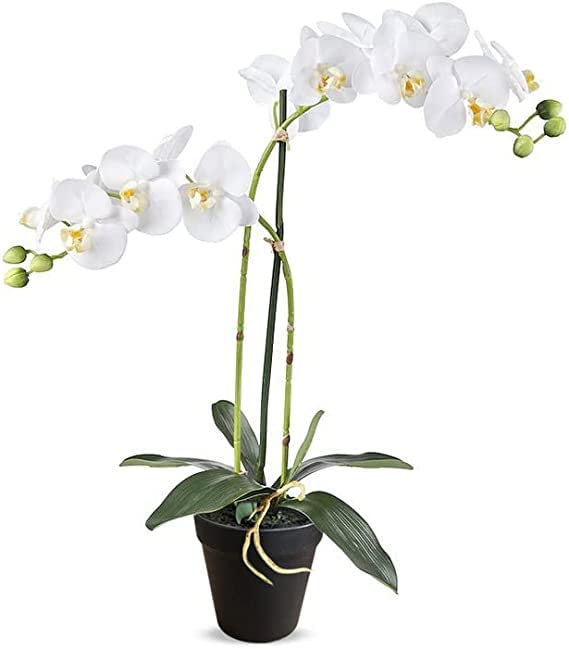 Phalaenopsis Orchidee Orquídea Natural Planta de Interior de Grandes Flores