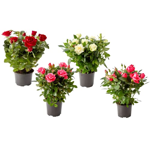 DECOALIVE Rosal Mini Set de 4 Plantas con Flor Plantas Naturales