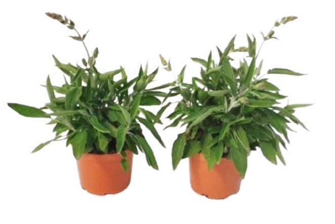 Plantas de Salvia - Pack 2 Unidades - Salvia Officinalis - Plantas Vivas para Cocinar