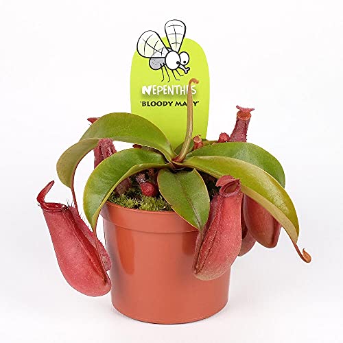 PLANTA NATURAL CARNIVORA NEPENTHES BLOOD MARY M8 10CM INSECTIVORA
