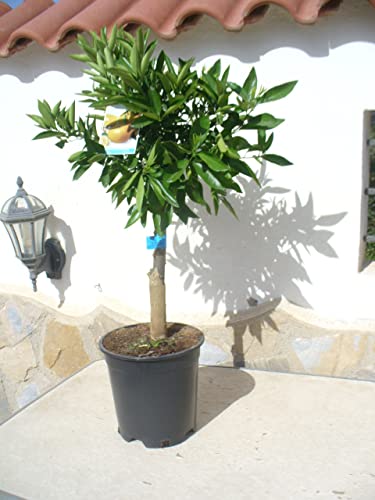 1 árbol de mandarina, tronco corto / cítricos mandarino/clementino 95-100 cm