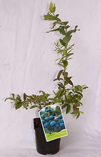 Arandano (maceta 2 litros) - Arbusto frutal vivo