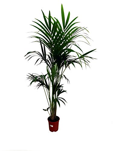 Kentia Fosteriana natural M21 palmera de 170cm perfecta para el interior del hogar.