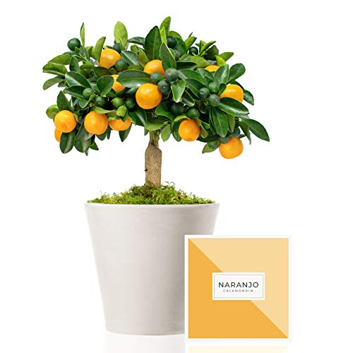 Naranjo Enano Calamondin 38 cm en maceta de 16 cm diámetro entregado en caja de regalo con...
