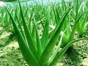 20 Aloe Mix Semillas - Plantas de interior Excelentes suculento Aloe Vera SEED