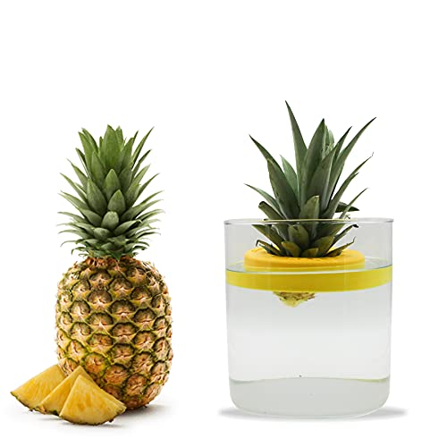 R&R SHOP Ananas Germinator - Maceta flotante para germinación de piña, kit de crecimiento de...