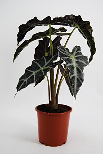 Alocasia - Alocasia Polly - Planta Interior - Planta Exterior - Planta Natural