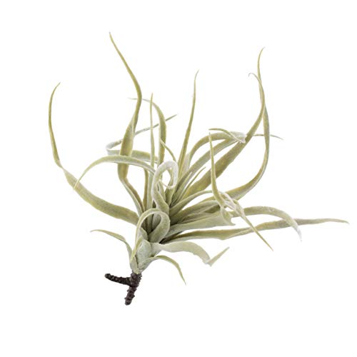 artplants.de Tillandsia Stricta Artificial Kimmy, Gris-Verde, 25cm - bromelia - Planta sintética