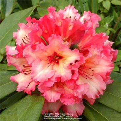 Bloom Green Co. 100 unids/bolsa Plantas de Rododendro de Azalea Raras Biji En Maceta Como Lirios de...