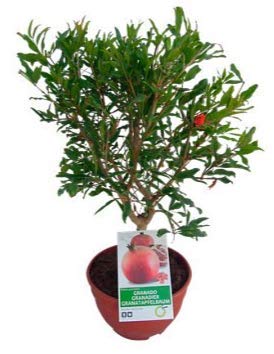 Granado Mini Punica Granatum Árbol Frutal en Maceta de 20cm Planta Natural