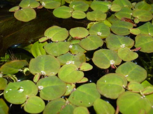 Desconocido Planta de Acuario o Estanque. Phyllantus fluitans.8 Plantas flotantes.Pecera