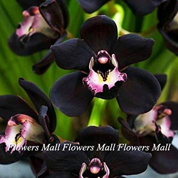 Semillas negro de la flor del Cymbidium 150pcs plantas de floración únicas de la orquídea en Casa...