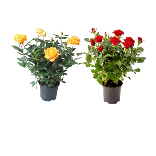 DECOALIVE Rosas Naturales Pack de 2 Plantas con Flor