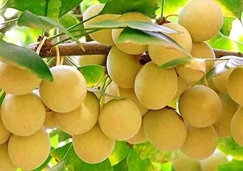 3 piezas Semillas de frutas Ginkgo Biloba Variedad rara Semilla de herencia no transgénica para...
