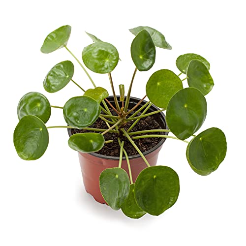Verdecora Planta China del Dinero | Pilea Peperomioides | Planta natural en maceta de Ø12cm