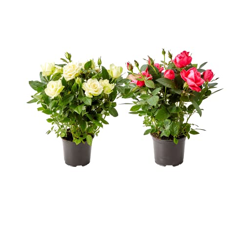 DECOALIVE Rosal Mini Set de 2 Unidades de Plantas con Rosas Naturales