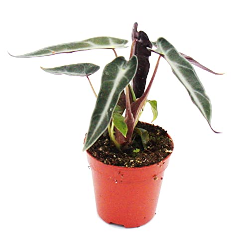 Exotenherz - Mini planta - Alocasia - Raíz de flecha - Ideal para cuencos y vasos pequeños - Plant...