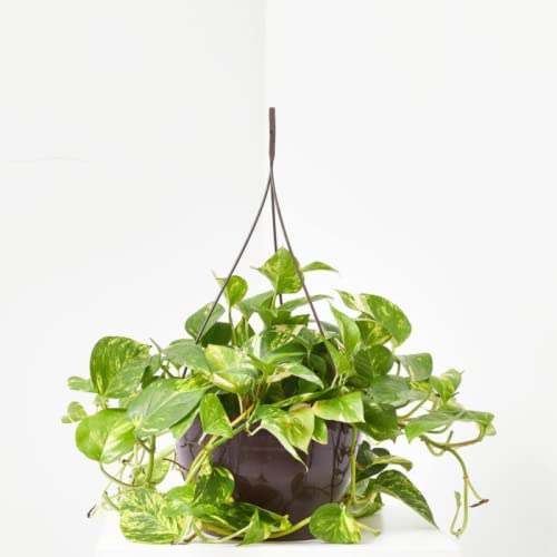 Verdecora Potho | Planta natural de interior trepadora | Purificadora del aire | Maceta de Ø15cm...