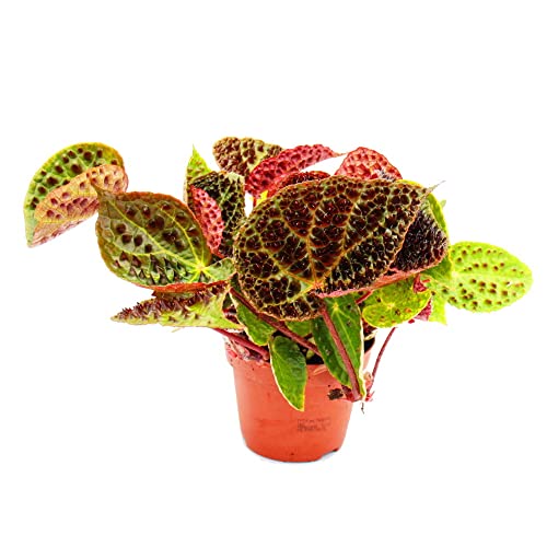 Exotenherz - Begonie salvaje - Begonia ferox - Planta de hojas espectacular - Raridad - Maceta de 12...