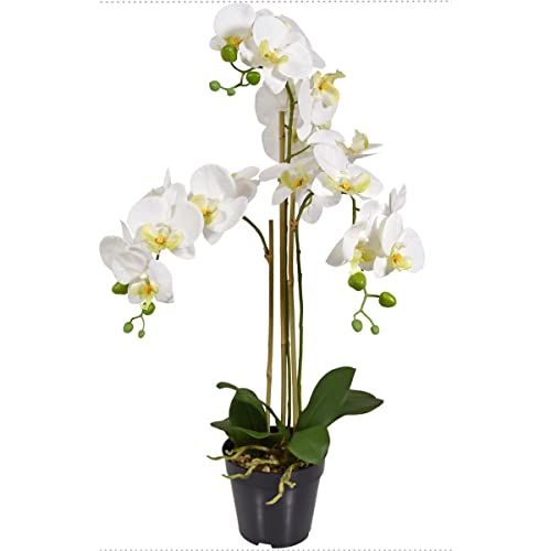 DECOALIVE Orquídea Mariposa PREMIUM Planta Natural con Flores de Color Blanco