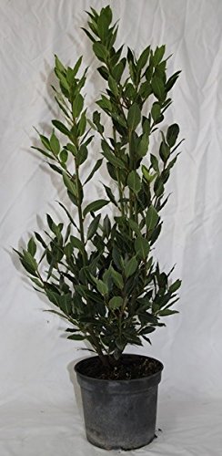 Sin marca Laurel (Maceta 19 cm Ø) - Planta Viva - Planta aromatica