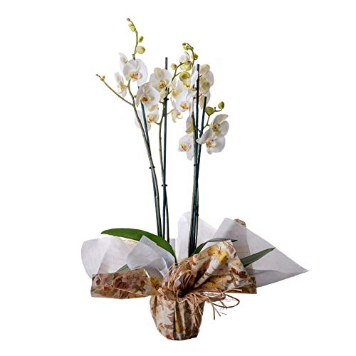 Flores AVRIL ofrece: Planta de orquídea natural viva para interior, de la variedad Phalaenopsis, en...