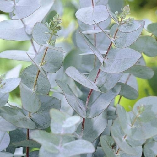 10 Semillas de Eucalyptus gunnii resistente al frío