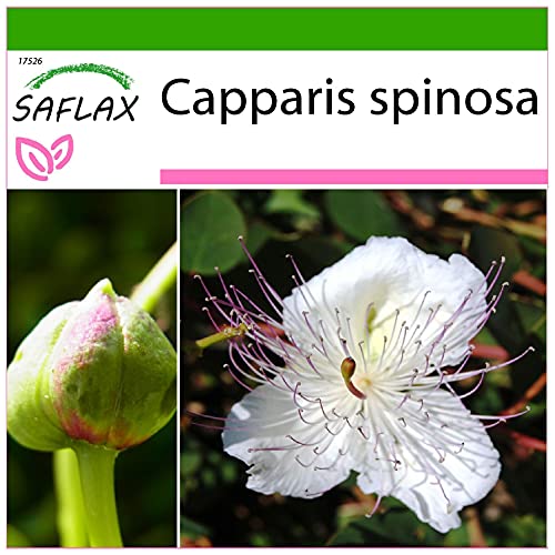 SAFLAX - Alcaparro - 25 semillas - Con sustrato estéril para cultivo - Capparis spinosa