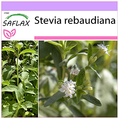 SAFLAX - Hierba dulce - 100 semillas - Stevia rebaudiana