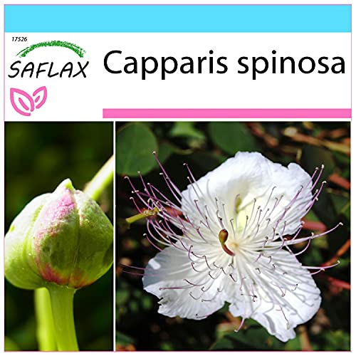 SAFLAX - Set regalo - Alcaparro - 25 semillas - Con caja regalo/envío, etiqueta para envío,...