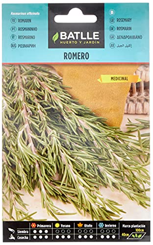 Romero - Rosmarinus officinalis