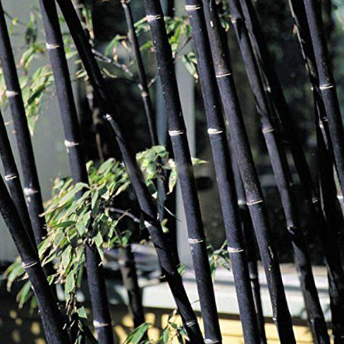 Semillas para jardinería, 100 semillas de bambú de Phyllostachys Pubescens para decoración...