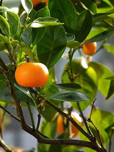 zumari 25 piezas de árbol de fruta cítrica de mandarina