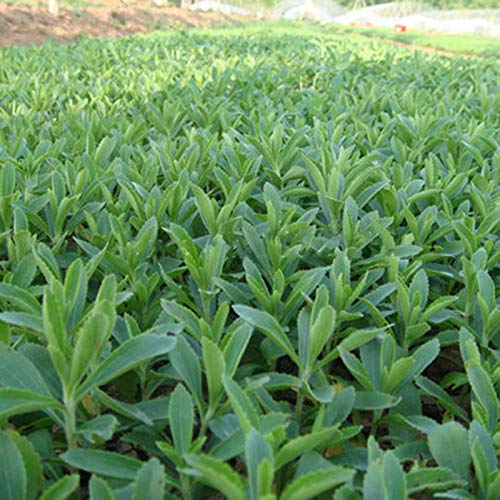 TENGGO Egrow 100 Unids/Pack Stevia Rebaudiana Semillas Plantas de Hierbas Stevia Hierba Verde Stevia...