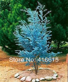 Sidra de la goma de eucalipto Herb 25 Semillas - gunnii azul de eucalipto, embalaje profesional,...