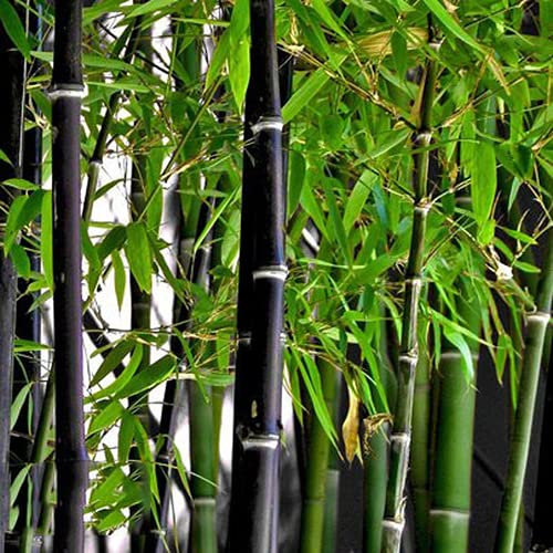 CHTING 200pcs Semilla De Bambu Negro Púrpura Suave Brillante Oculto Debajo De Las Hojas Verdes Muy...