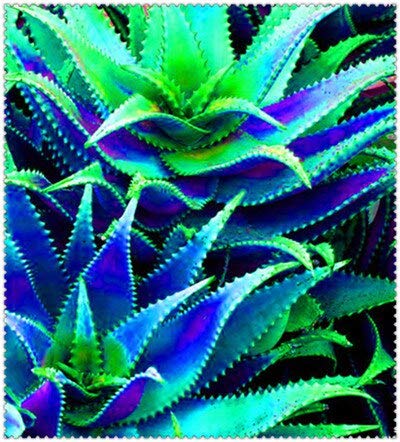 Kalash nuevas 100 PC suculento de Aloe Vera semillas de plantas para la jardinería azul 1