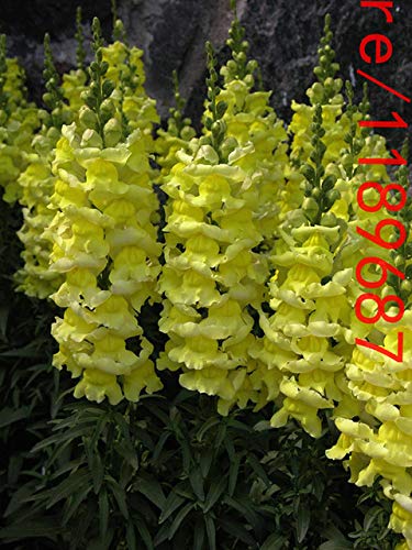 Pinkdose 100pcs Snapdragon (Anthirrhinum majus) Las plantas de flor boca de dragón bonsai 10...