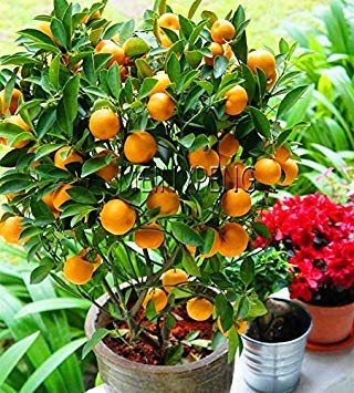 . ¡Promoción! Planta del Kumquat Naranja NO-GMO Mini árbol en Maceta Balcón Patio Árboles...